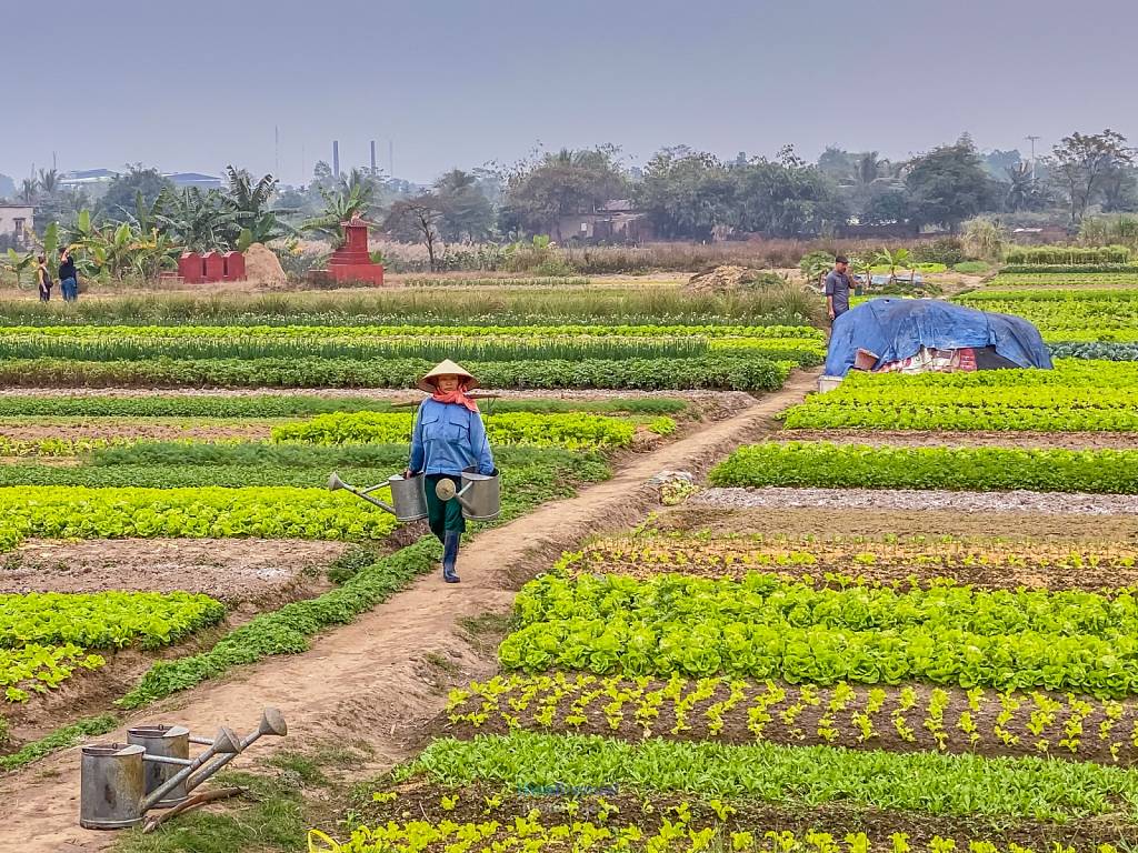 Vietnam